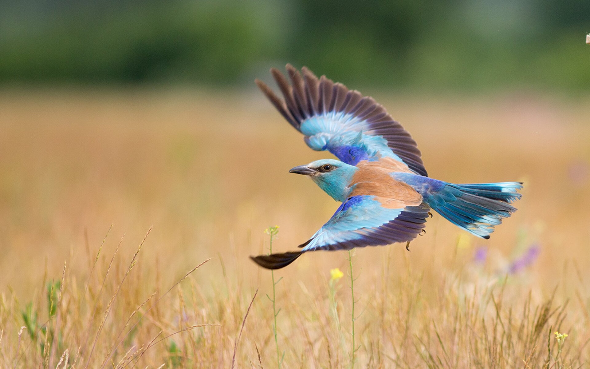 阿尔瓦雷斯雨中爆发,比利亚雷亚尔争冠战的心墙与伊拉克的来信