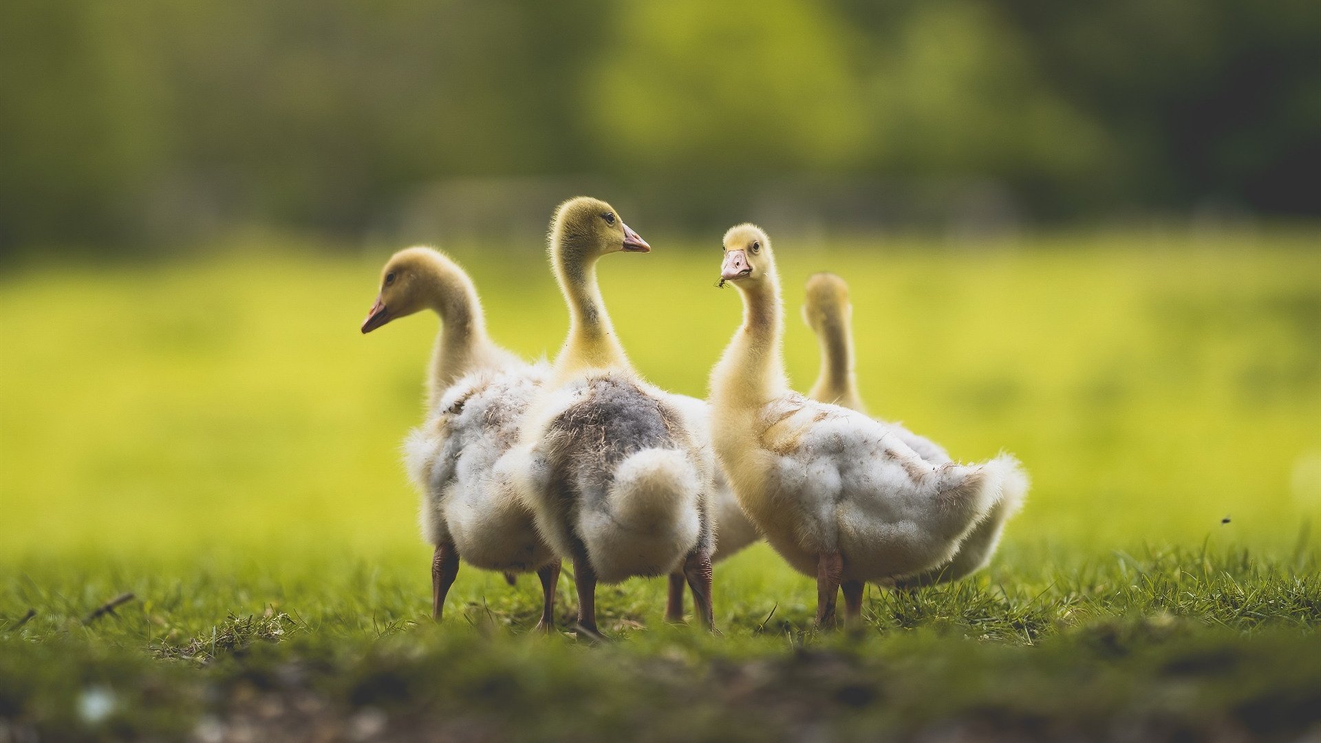 步行者淘汰太阳晋级,贝恩F1街道赛强势接管