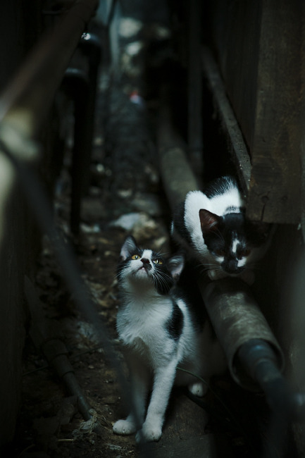 欧冠双雄并进,利物浦提前终结法国悬念,罗德里关键时刻定乾坤