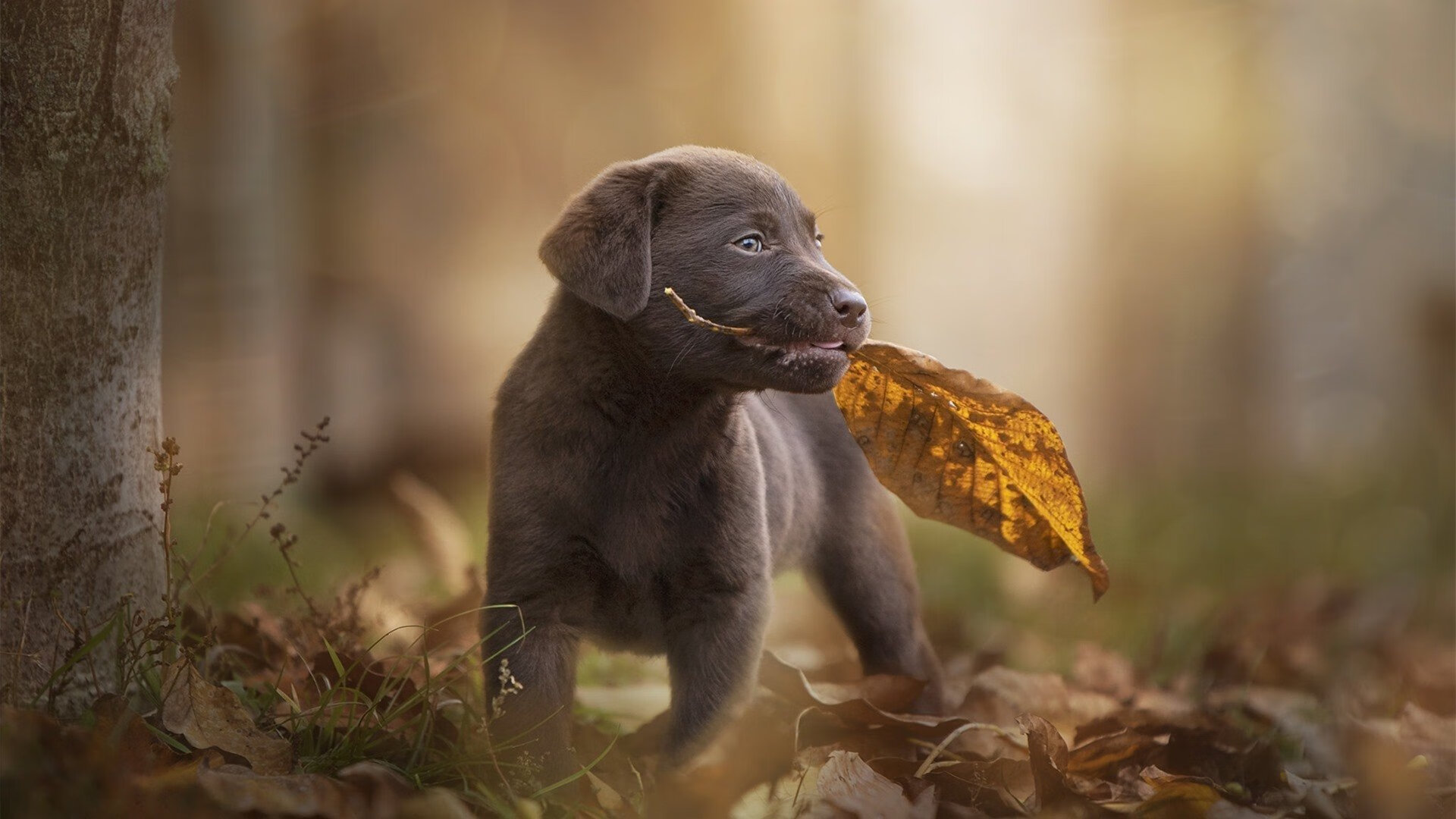 抢七战火淬真金，切特封神夜