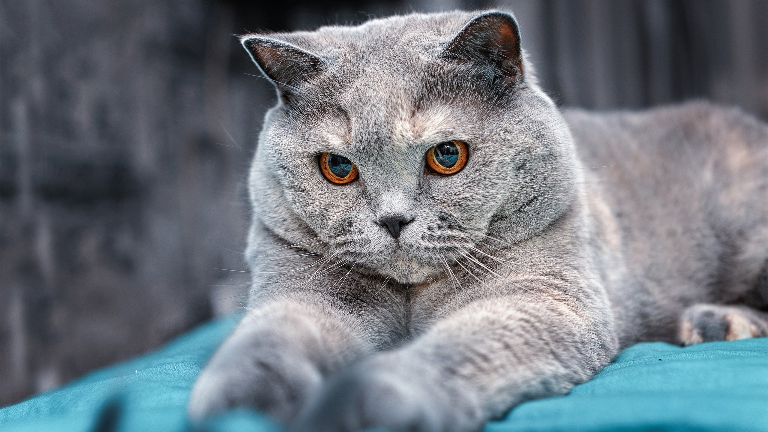 雷霆单节狂飙拉开勇士，米切尔化身关键先生定胜局