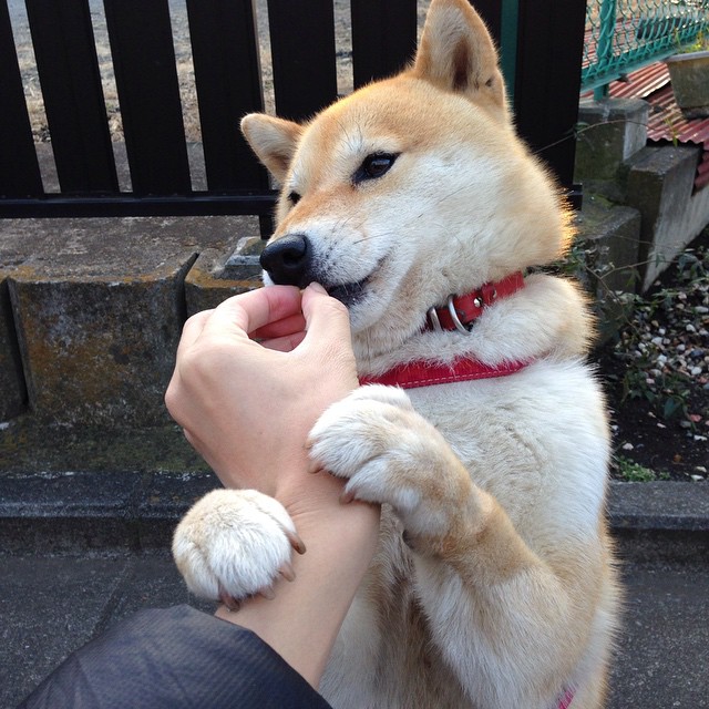 蓝色浪潮vs红龙，2026世界杯技术与传统的巅峰对话