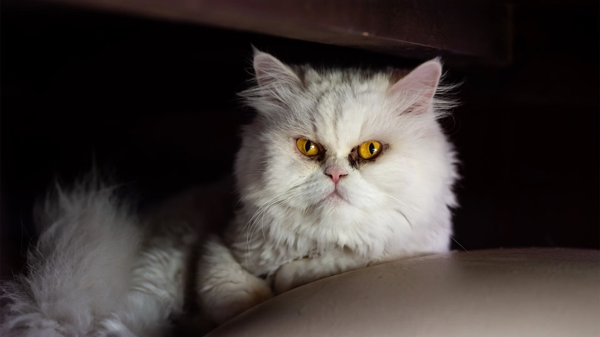 莫兰特防守端锁死对手,辽宁队强压掘金,篮球防守艺术的跨域对话