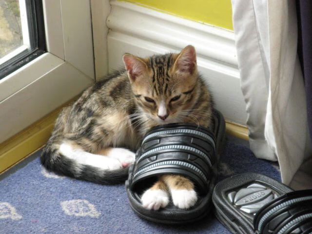 当蜂群遇上赛道,拉梅洛·鲍尔如何用篮球智慧引擎制动掘金?