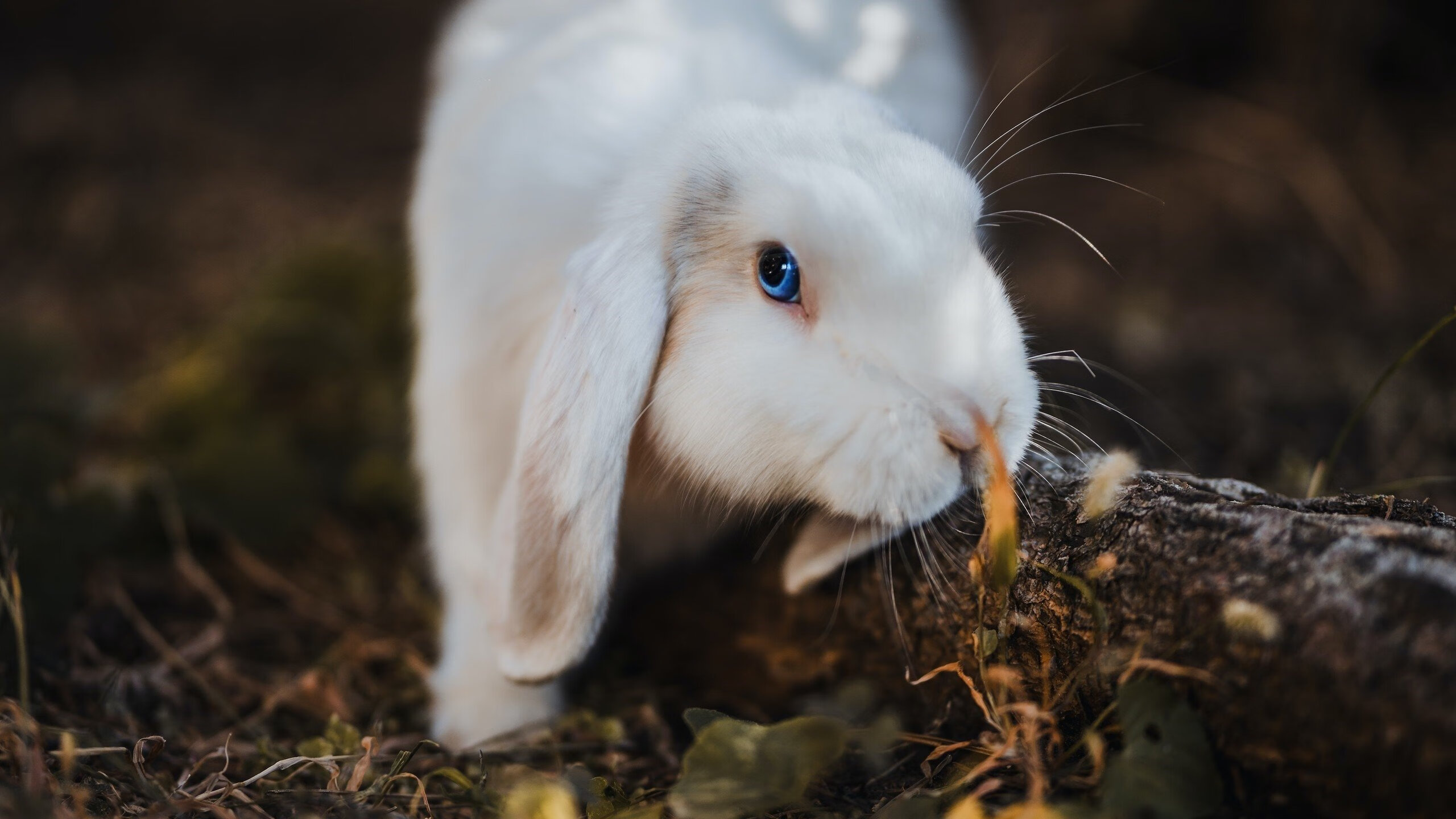格列兹曼利刃出鞘持续制造杀伤，法国战车高效运转碾碎亚特兰大防线