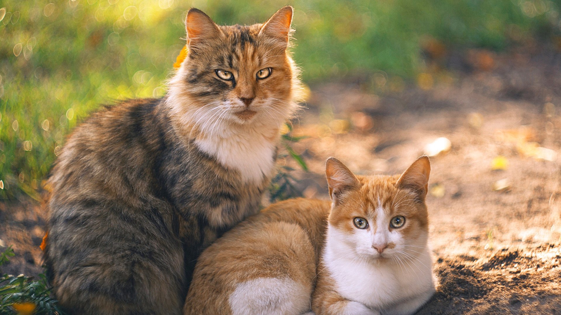 绿茵上的太阳与仙人掌，当萨拉赫完成自我救赎