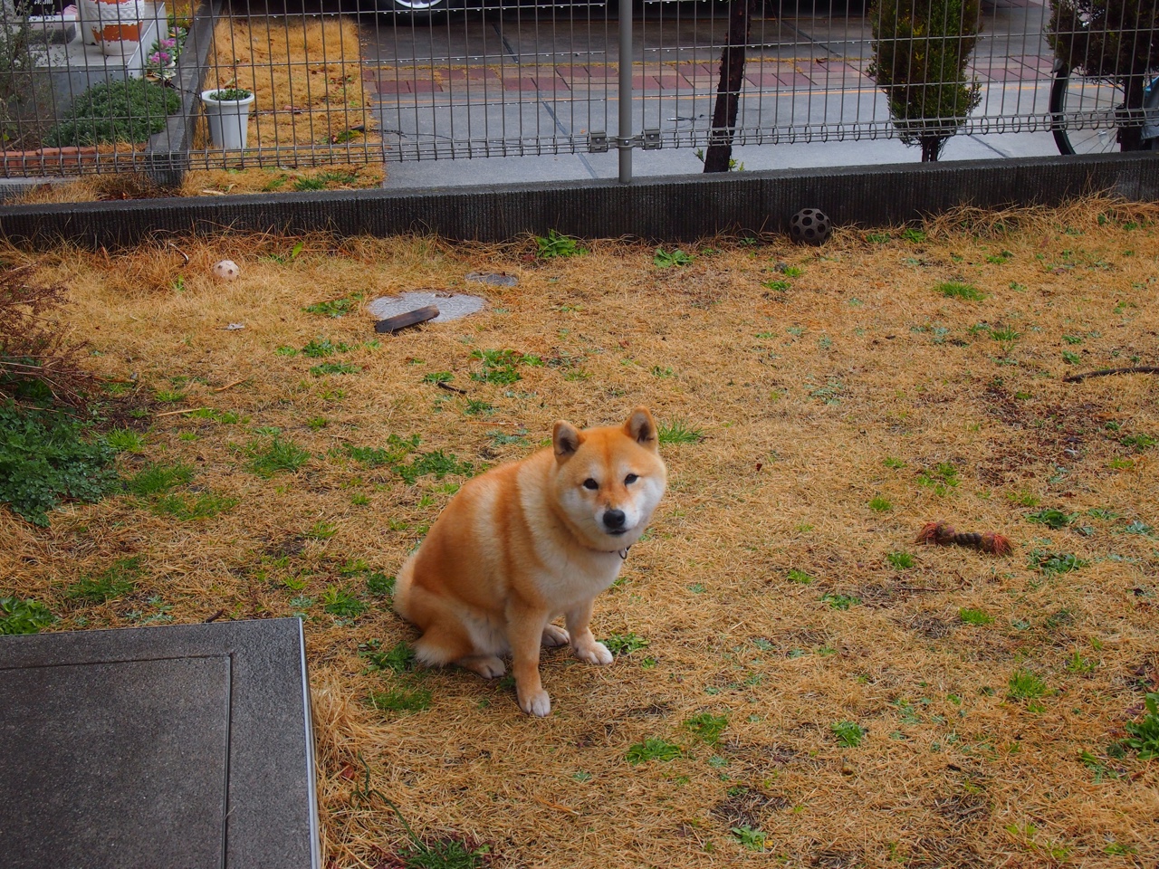 极速双城记，F1赛季收官战与NBA季后赛的交叉狂想