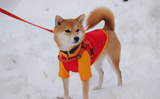 哈登绝杀！步行者不敌尼克斯，生死时刻一剑封喉