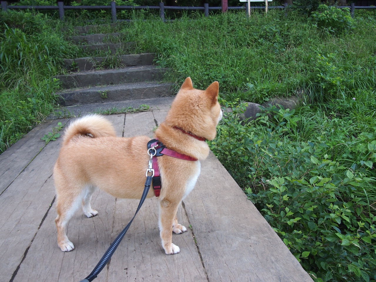 尼日利亚神锋提前终结悬念，多特蒙德饮恨；格列兹曼临危救主再证关键先生本色