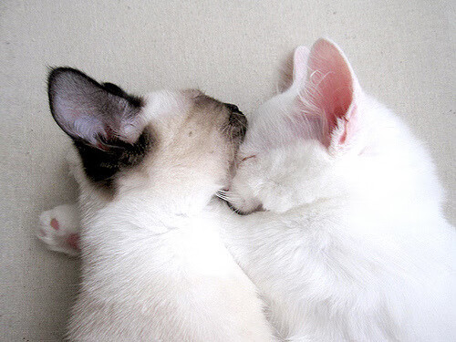 快船力克猛龙，霍勒迪成为关键先生