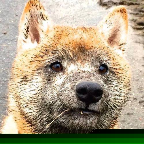 突尼斯终结爱尔兰，阿坎吉成为关键先生